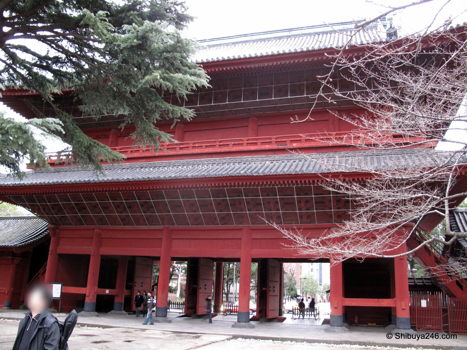 The large red Sangedatsumon gate of Zojoji temple with pine trees