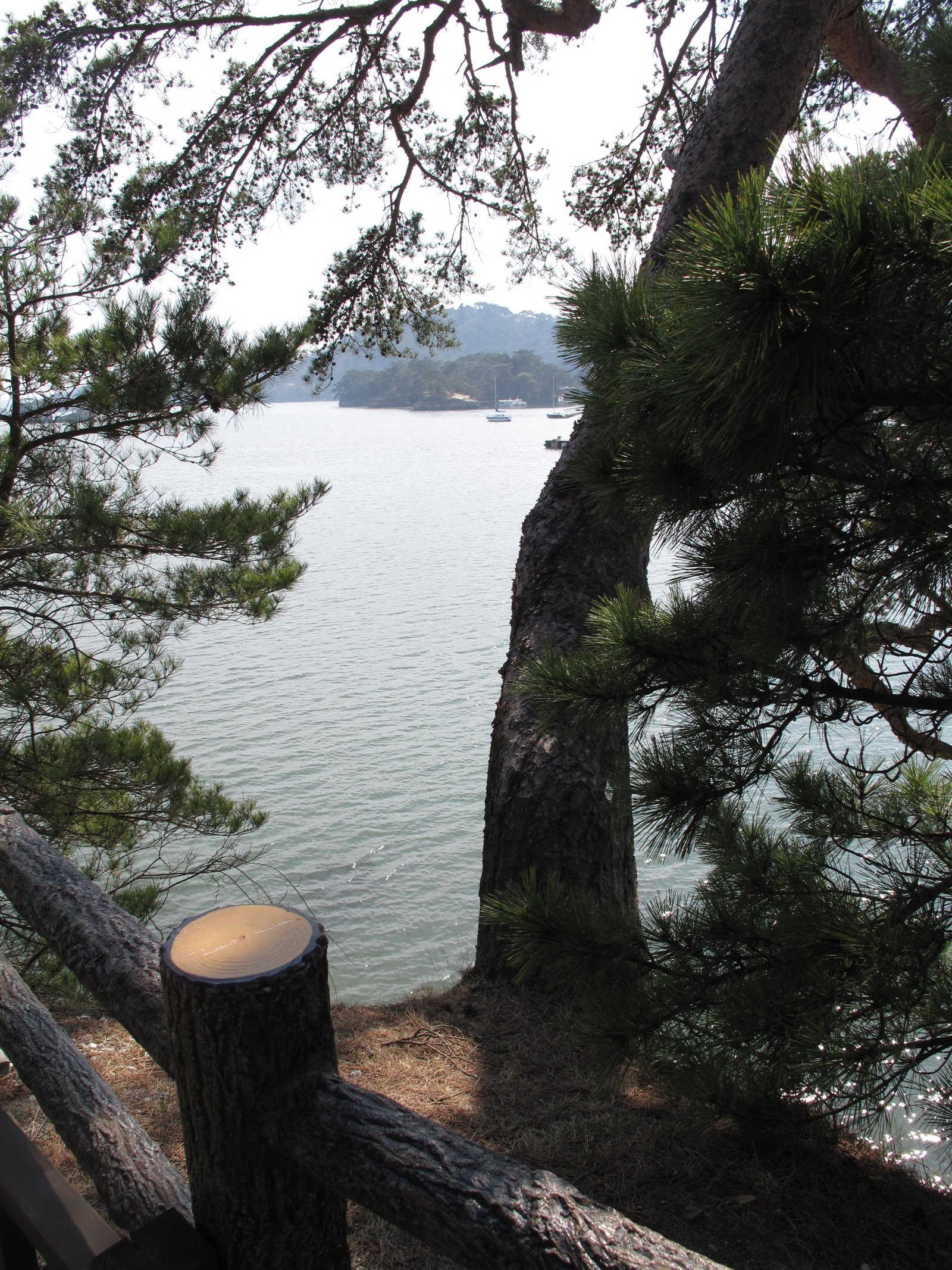 A view of the bay through pine trees