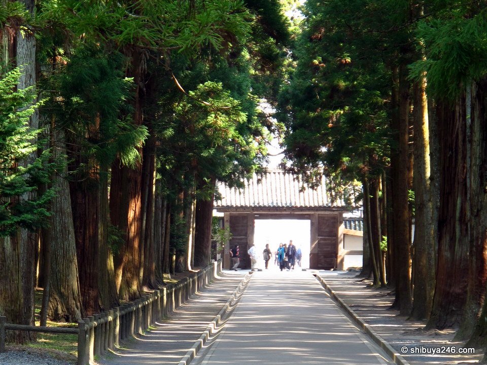 Tall cedars on both sides of a path leading to a gate