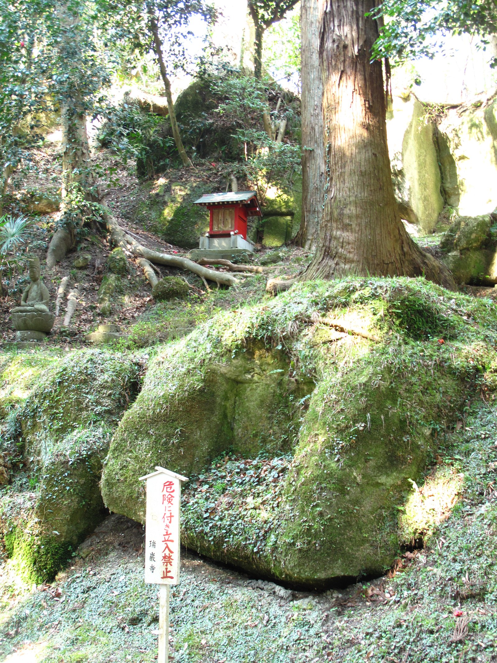 Moss-covered rocks and cedar trunks