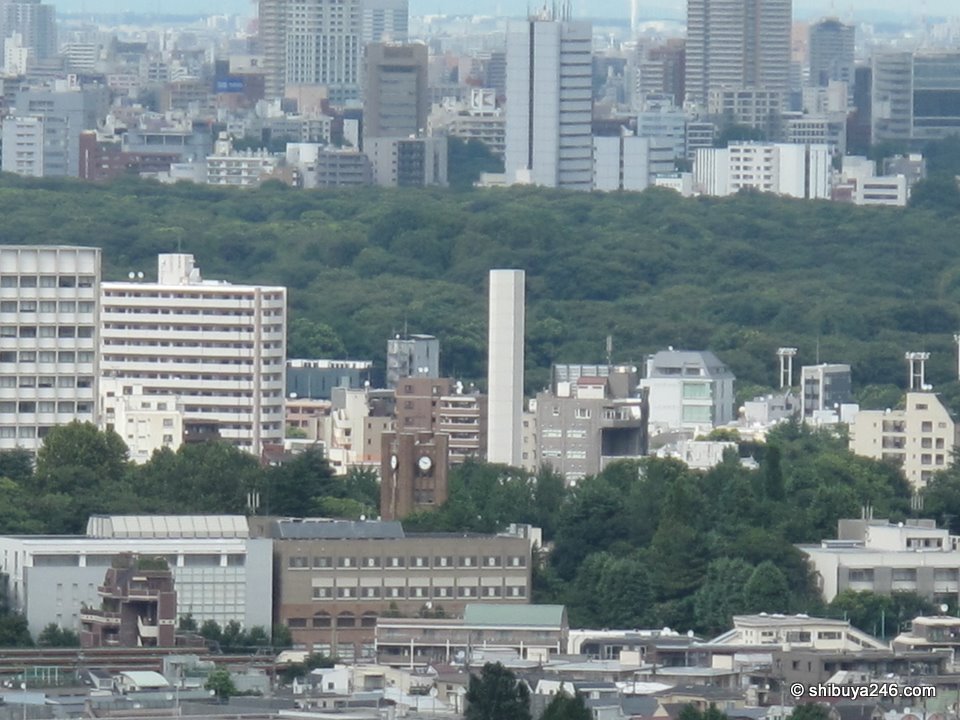 A large patch of green trees among city buildings