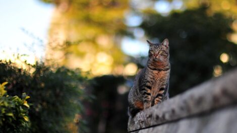 King of the Midtown jungle.