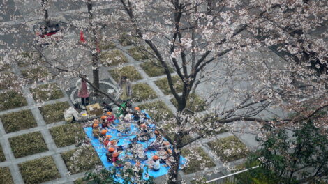 This Kindy picnic looks like fun. I bet they are not drinking amazake though!!