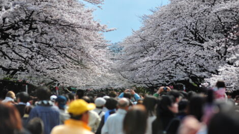 Ueno Park, Sakura Hanami