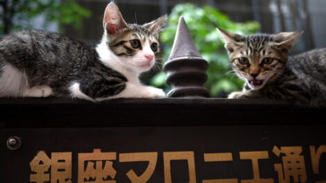 Ginza Cats