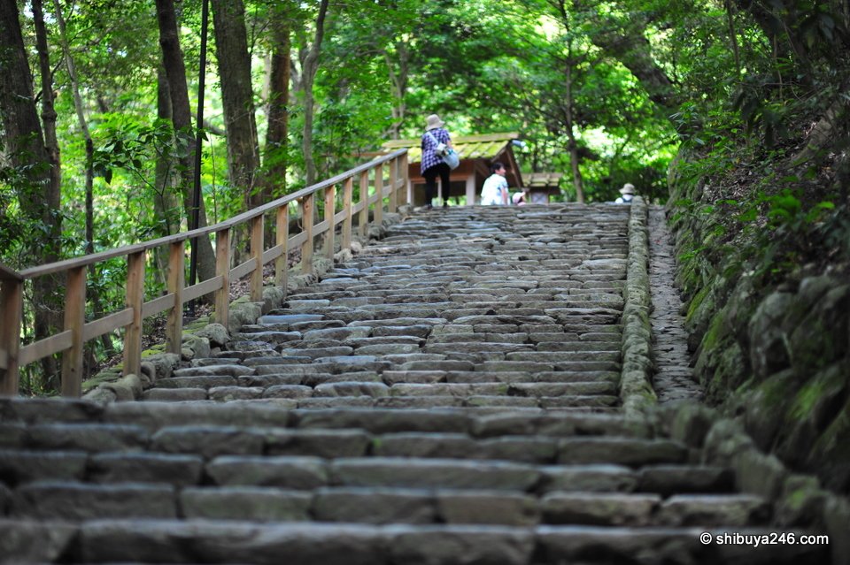 An empty flight of mossy stone steps