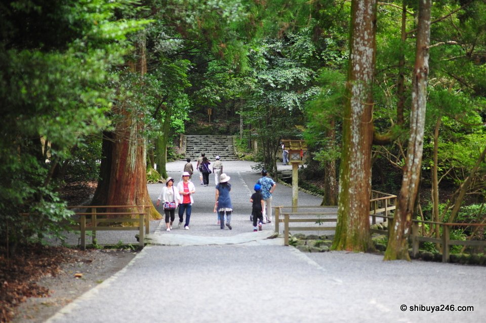 A path through tall trees with a few visitors