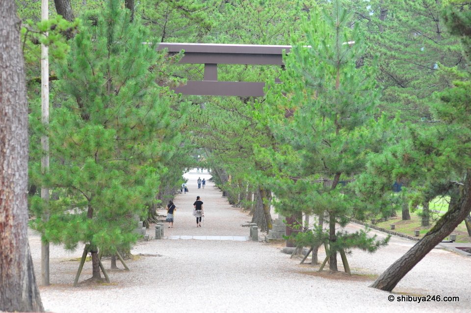 A path lined with old pine trees