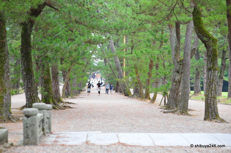 A long gravel avenue under pine trees