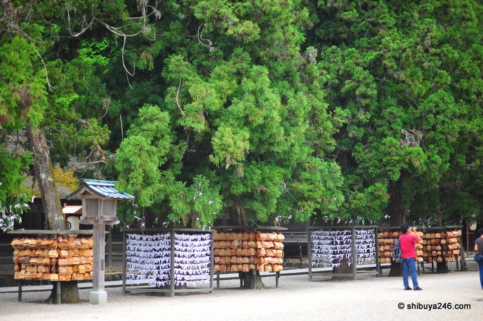 Rows of ema under tall trees