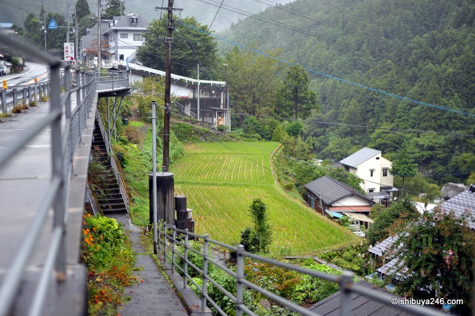 Terraced green fields on a steep slope