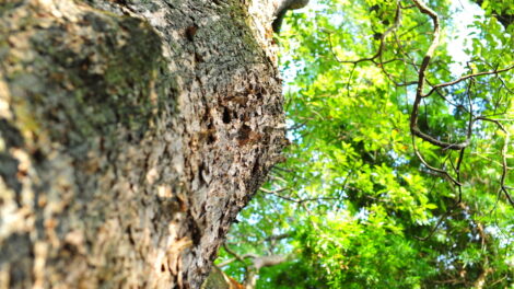 aa