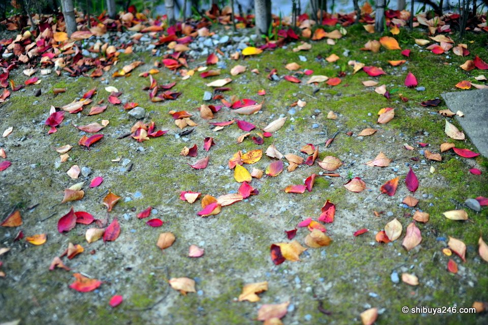 Red and yellow on the stones.