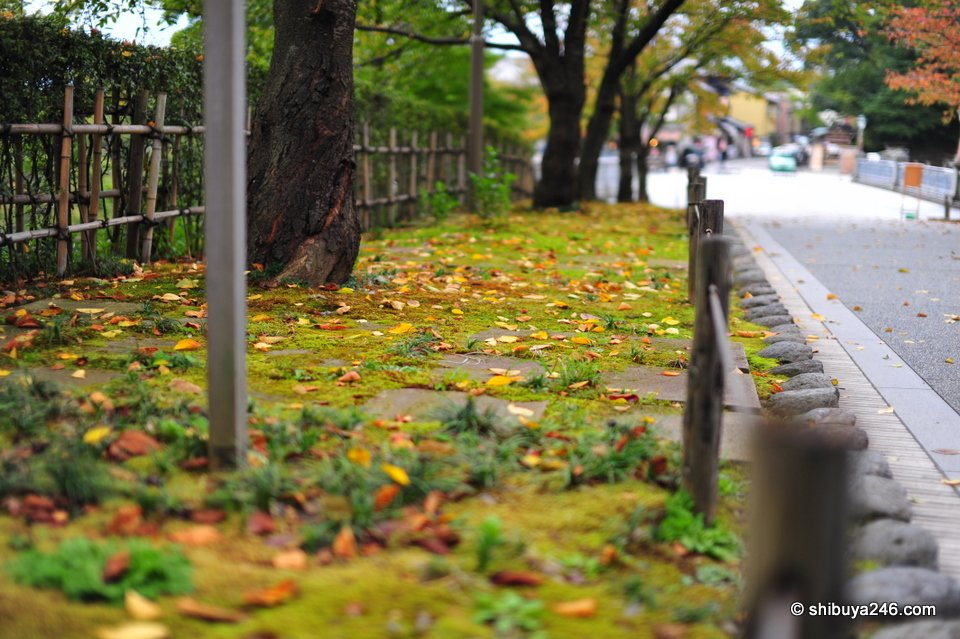 A mossy bank beside a path with fallen leaves