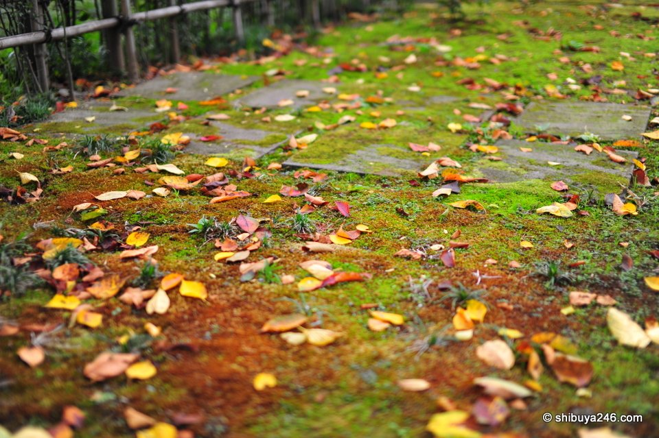 Fallen leaves on bright green moss