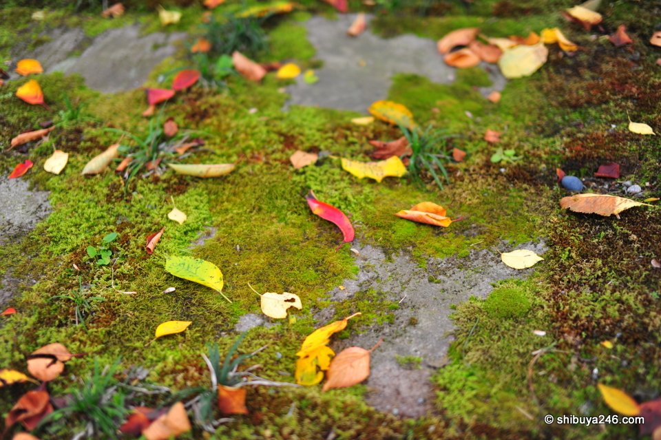 Close-up of colourful leaves on moss