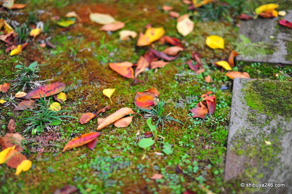 Leaves on moss beside a stone edge