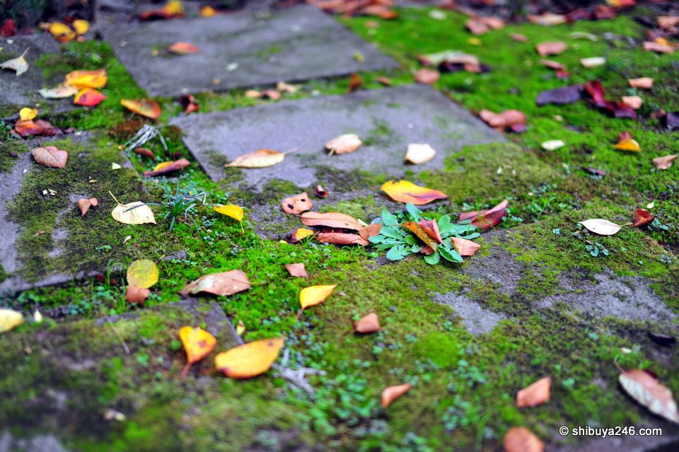 Fallen leaves on moss and stone paving