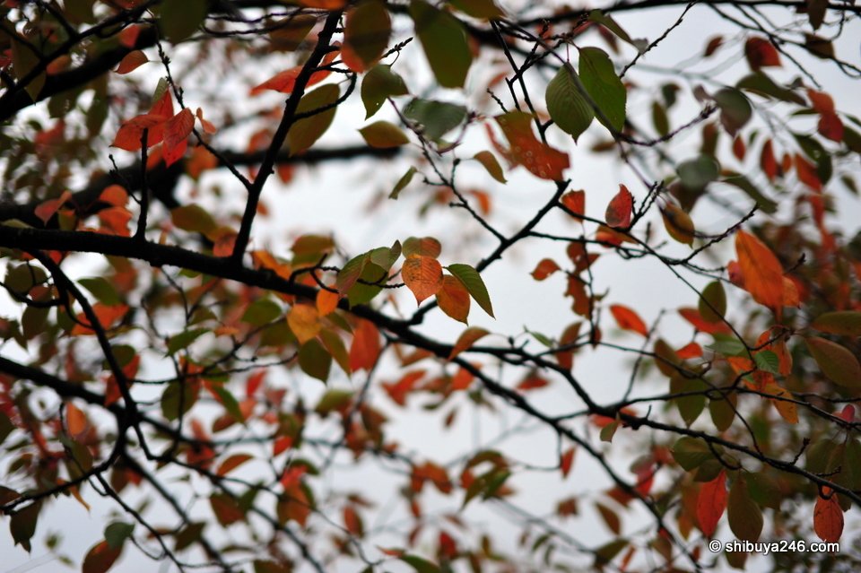 Orange leaves on a branch against the sky