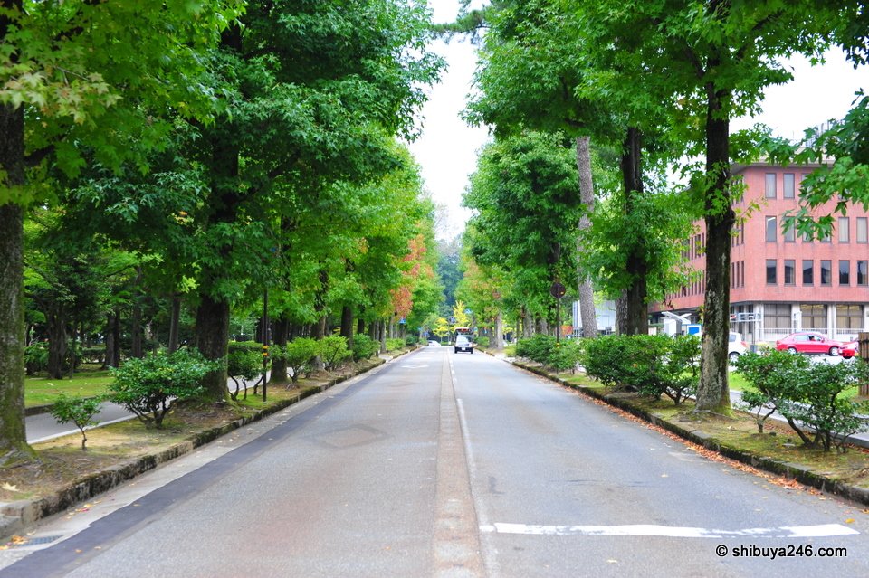 A straight road under tall green trees