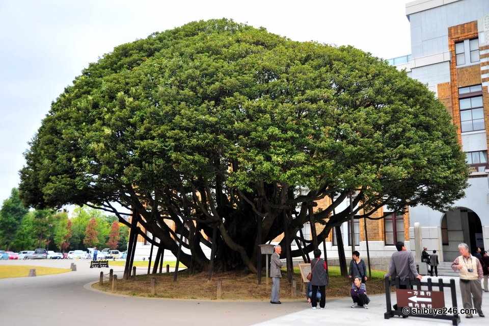 A huge rounded tree in front of a brick building