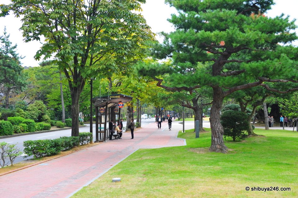 A red path through a park with pine trees