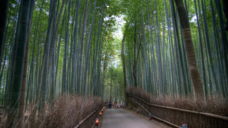 Bamboo Walk in Arashiyama
