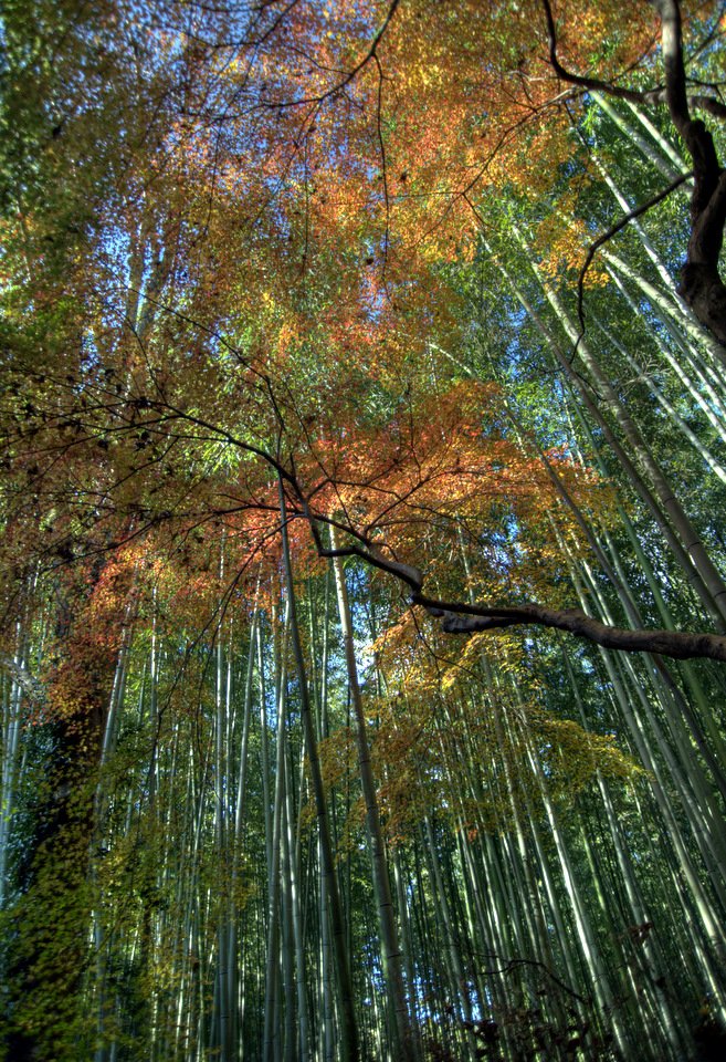 Looking up through tall bamboo into an orange maple