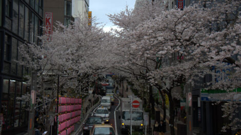 Shibuya Sakura