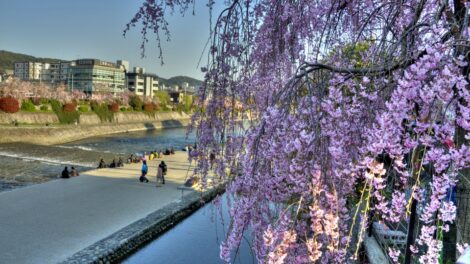 Kamogawa
