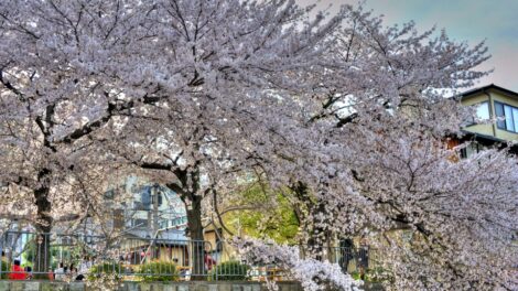 Kyoto Sakura