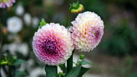 Mount Hiei Flowers