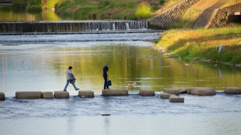 Dog on Kamogawa River, Kyoto
