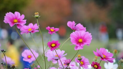 Tanba Park Cosmos