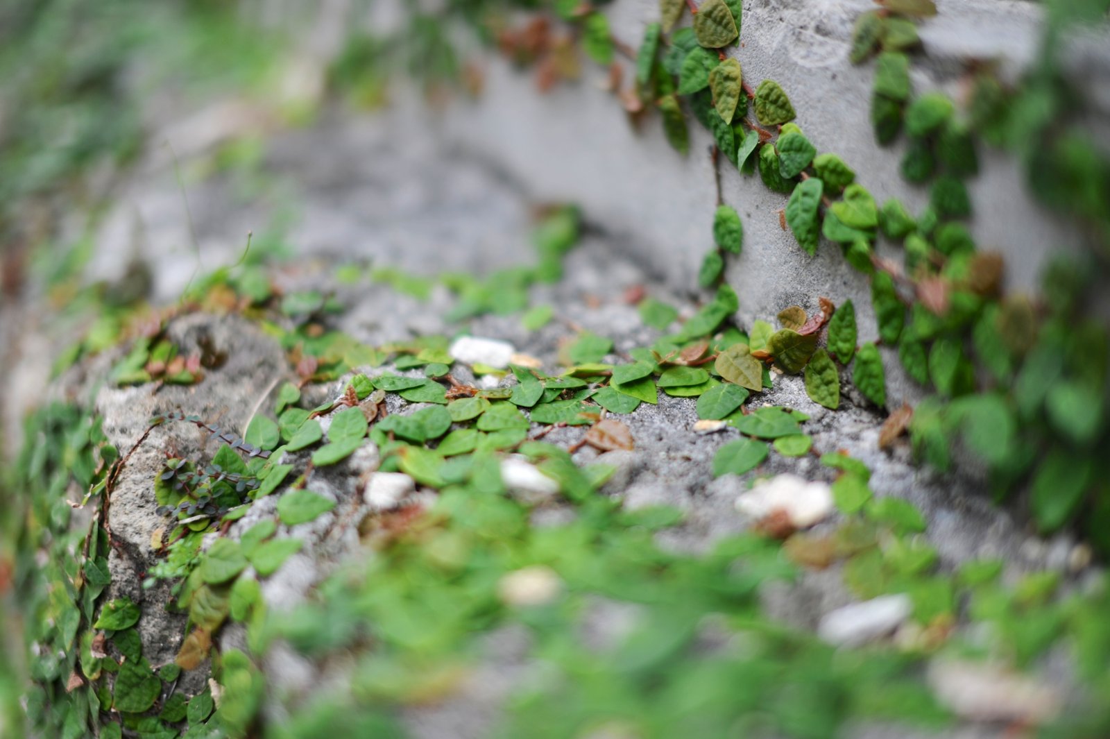 Small plants growing on an old stone wall