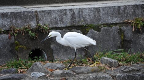 Heron on Kamogawa