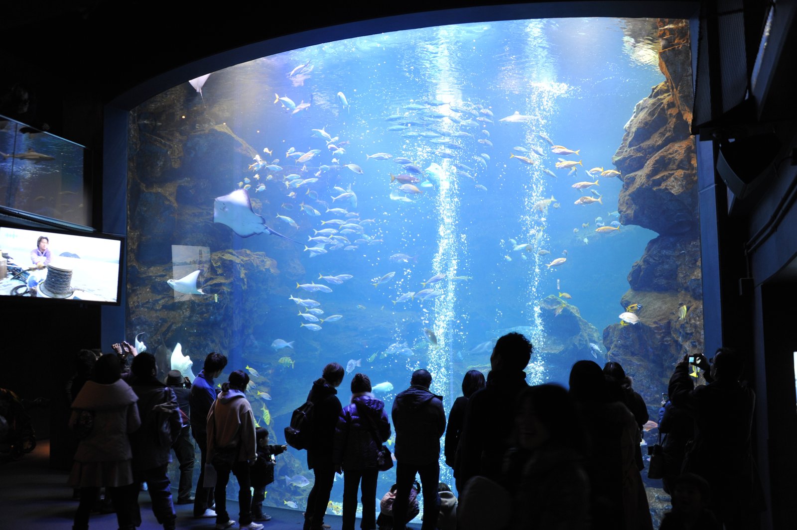 The big main tank, with crowds lined up along the glass.