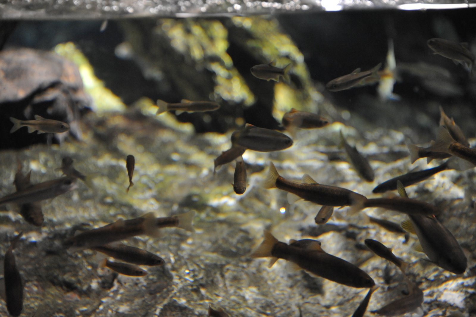 Fish swimming over stones in a shallow river tank