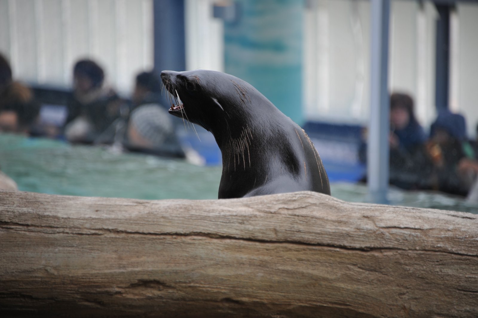 A seal resting its head on a log
