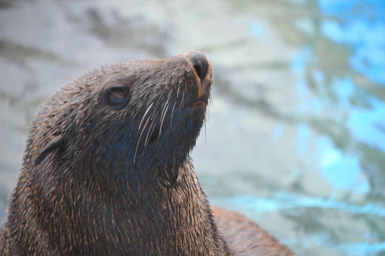 Close-up of a seal looking up