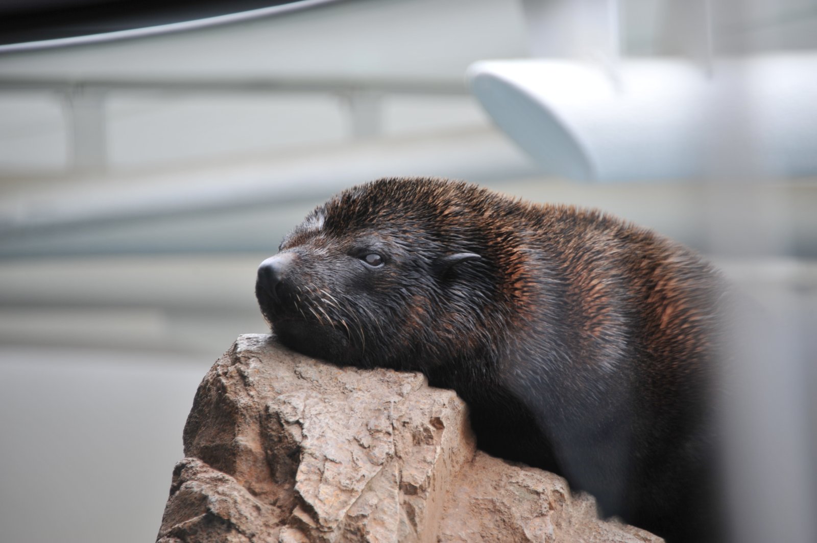 A seal sleeping on a rock