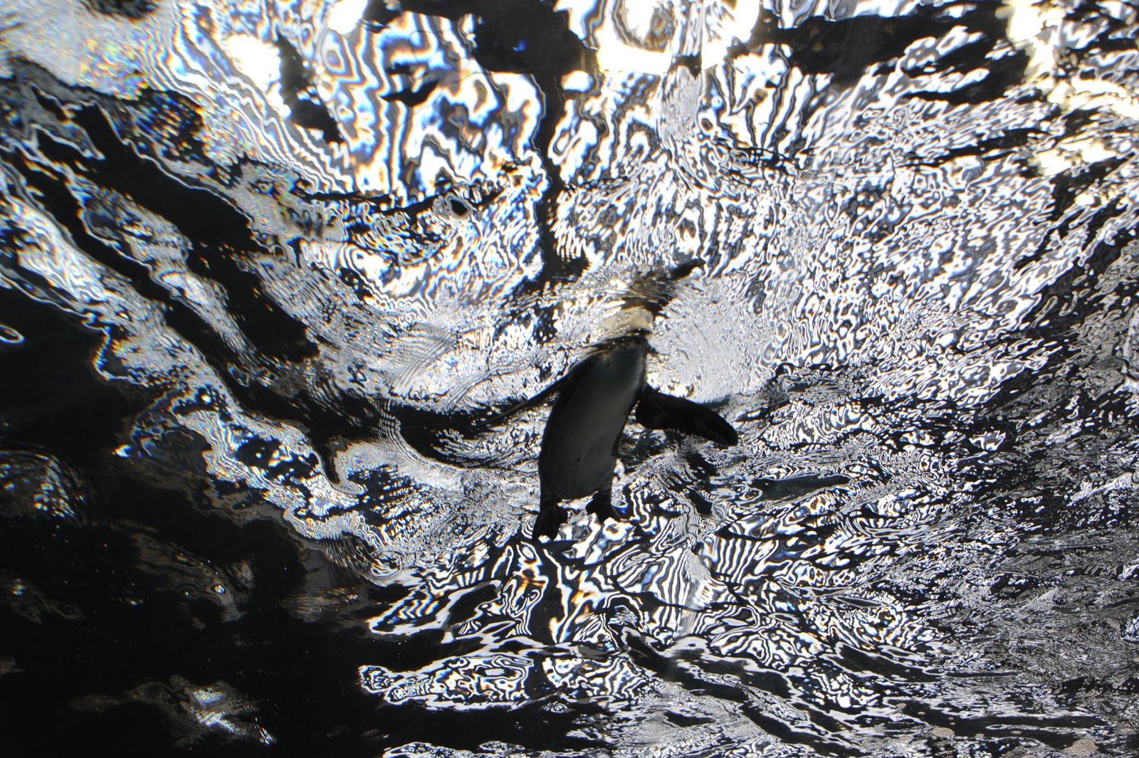 Looking up through rippling water from below