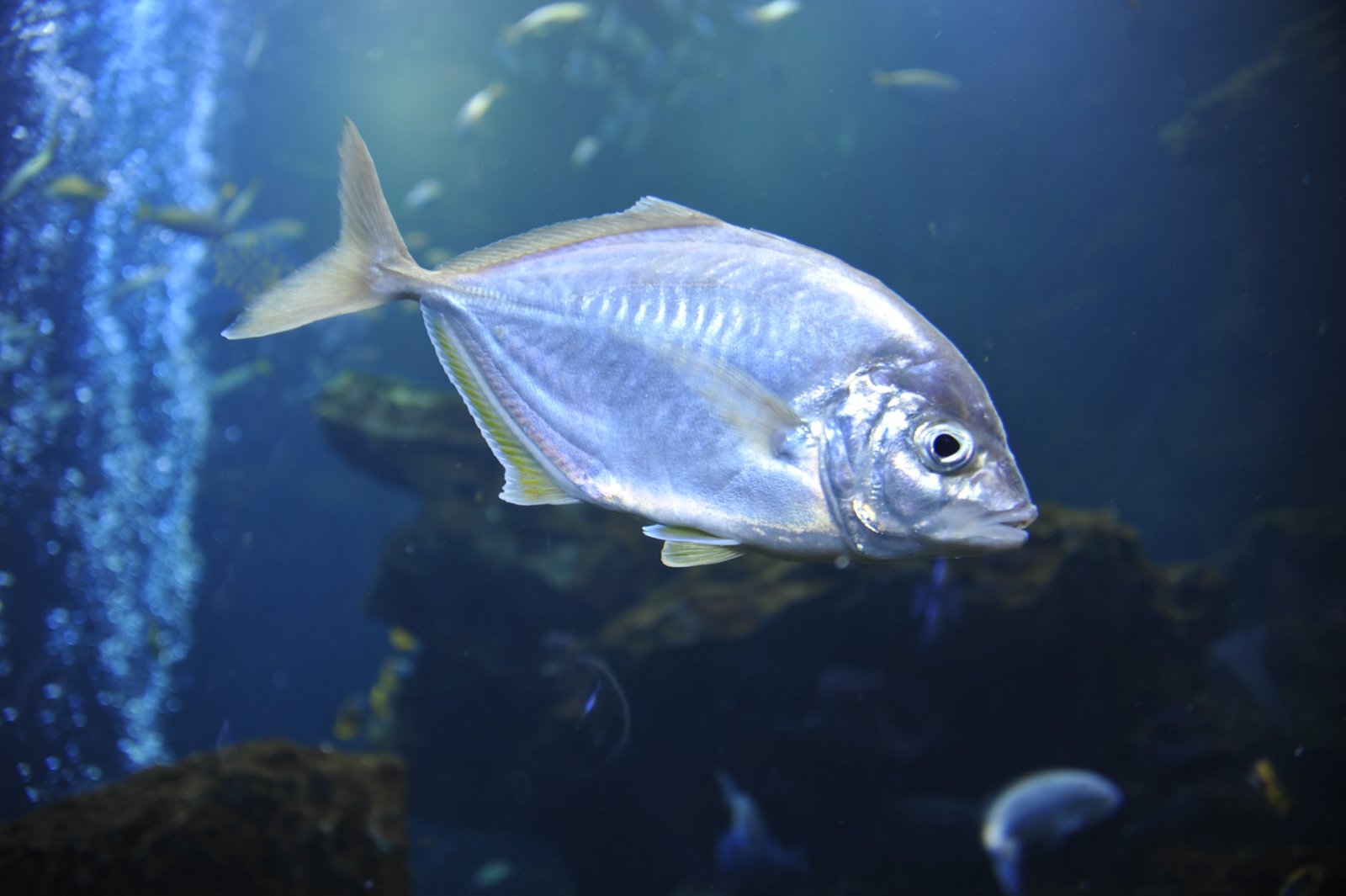 A silver fish swimming in blue water