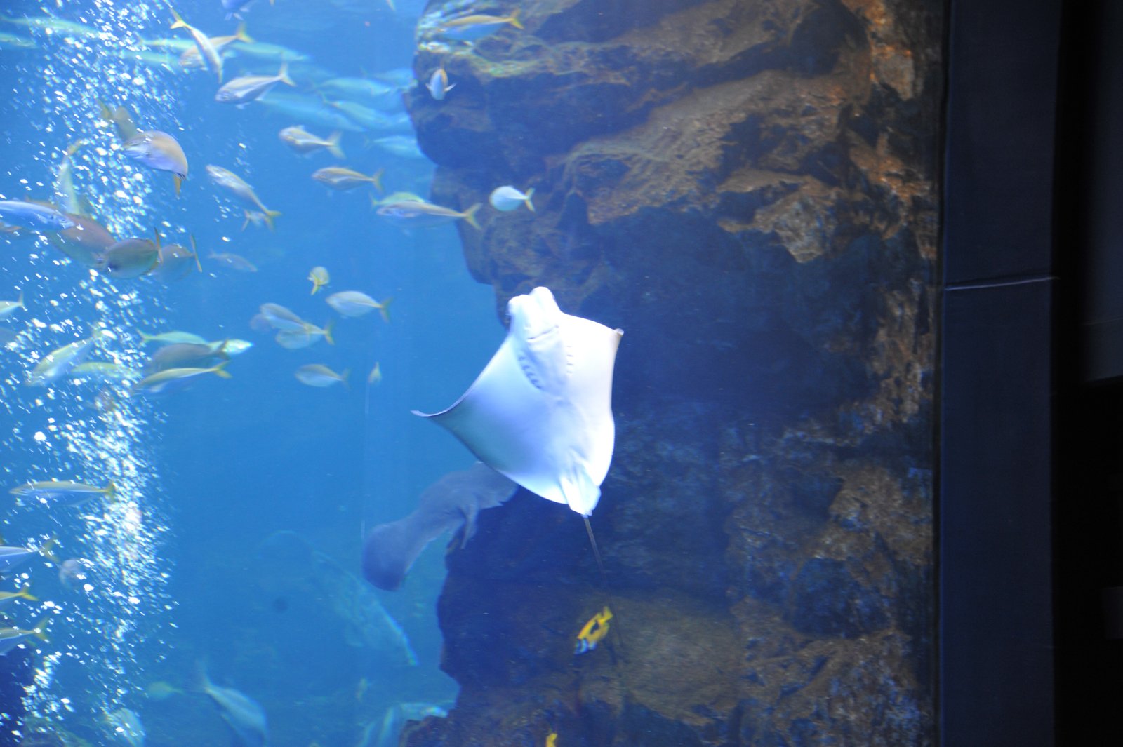 A ray gliding past the rock wall of the main tank