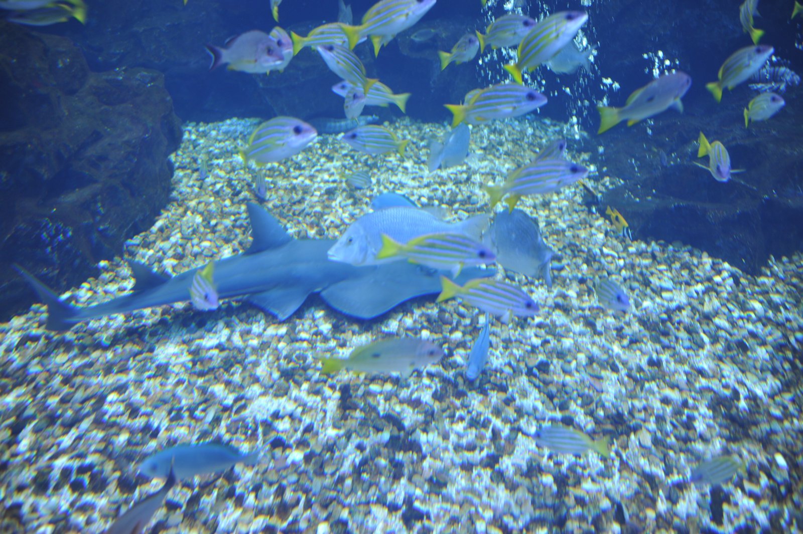 Sharks resting on the gravel among yellow fish