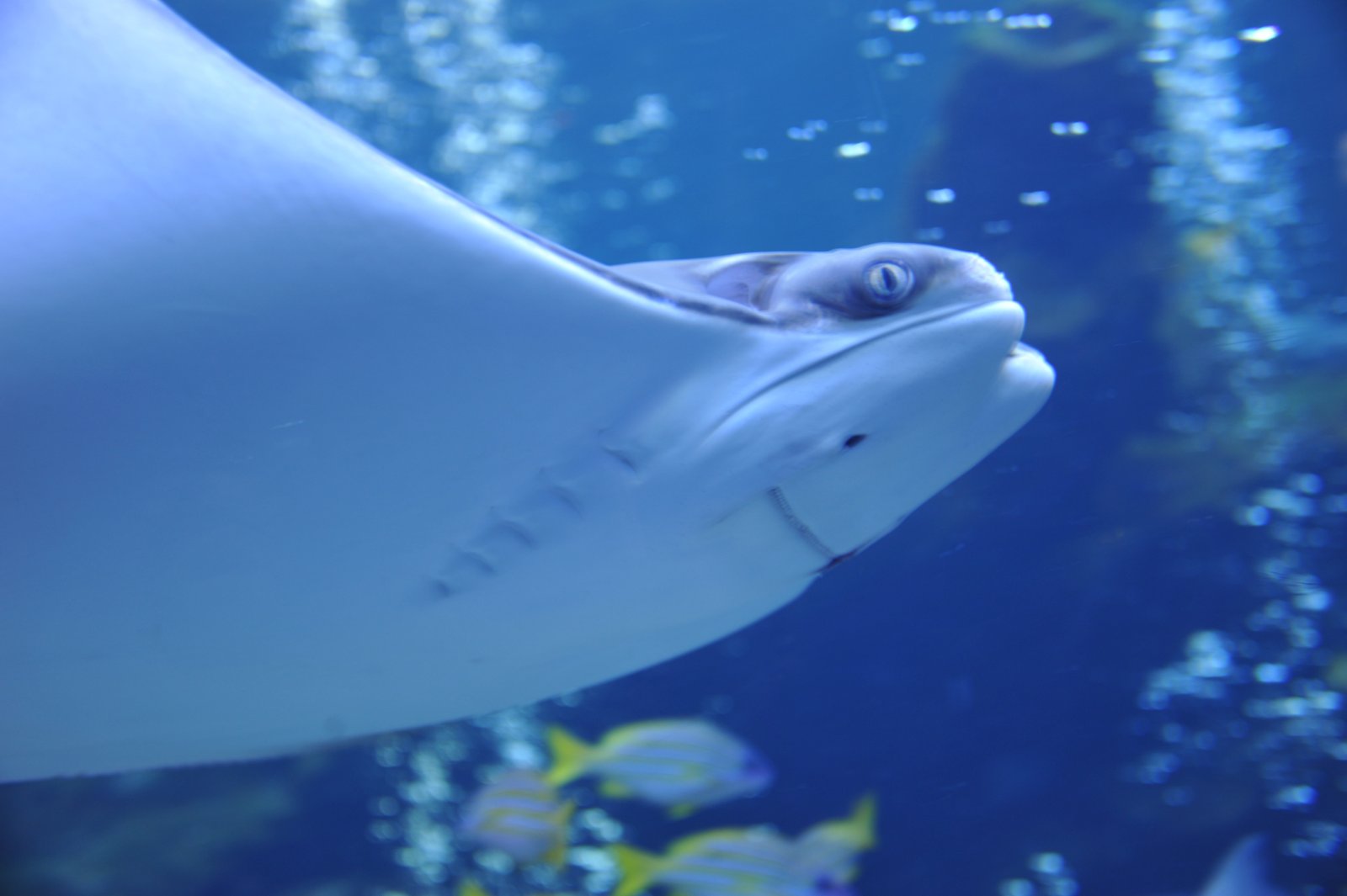A large ray swimming in the main tank