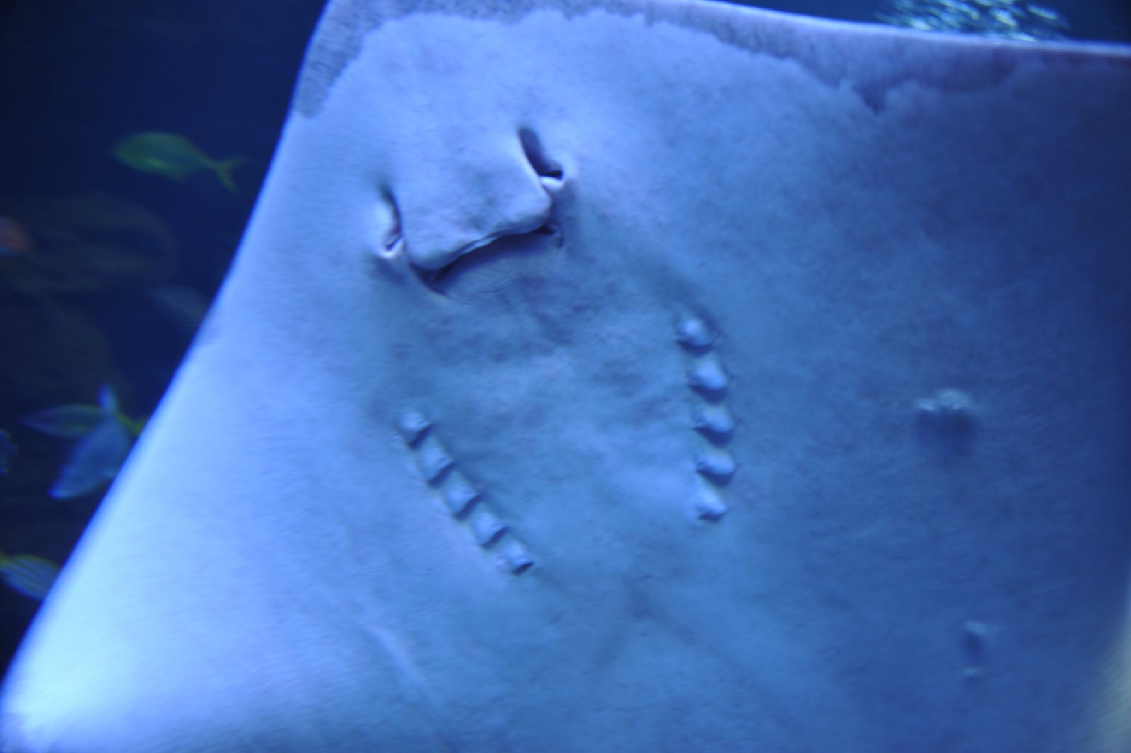 The pale underside of a ray pressed close to the glass