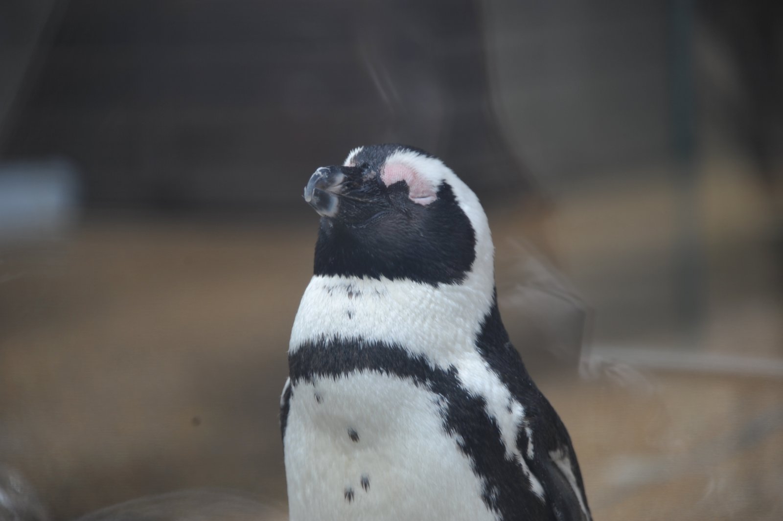 Close-up of a penguin