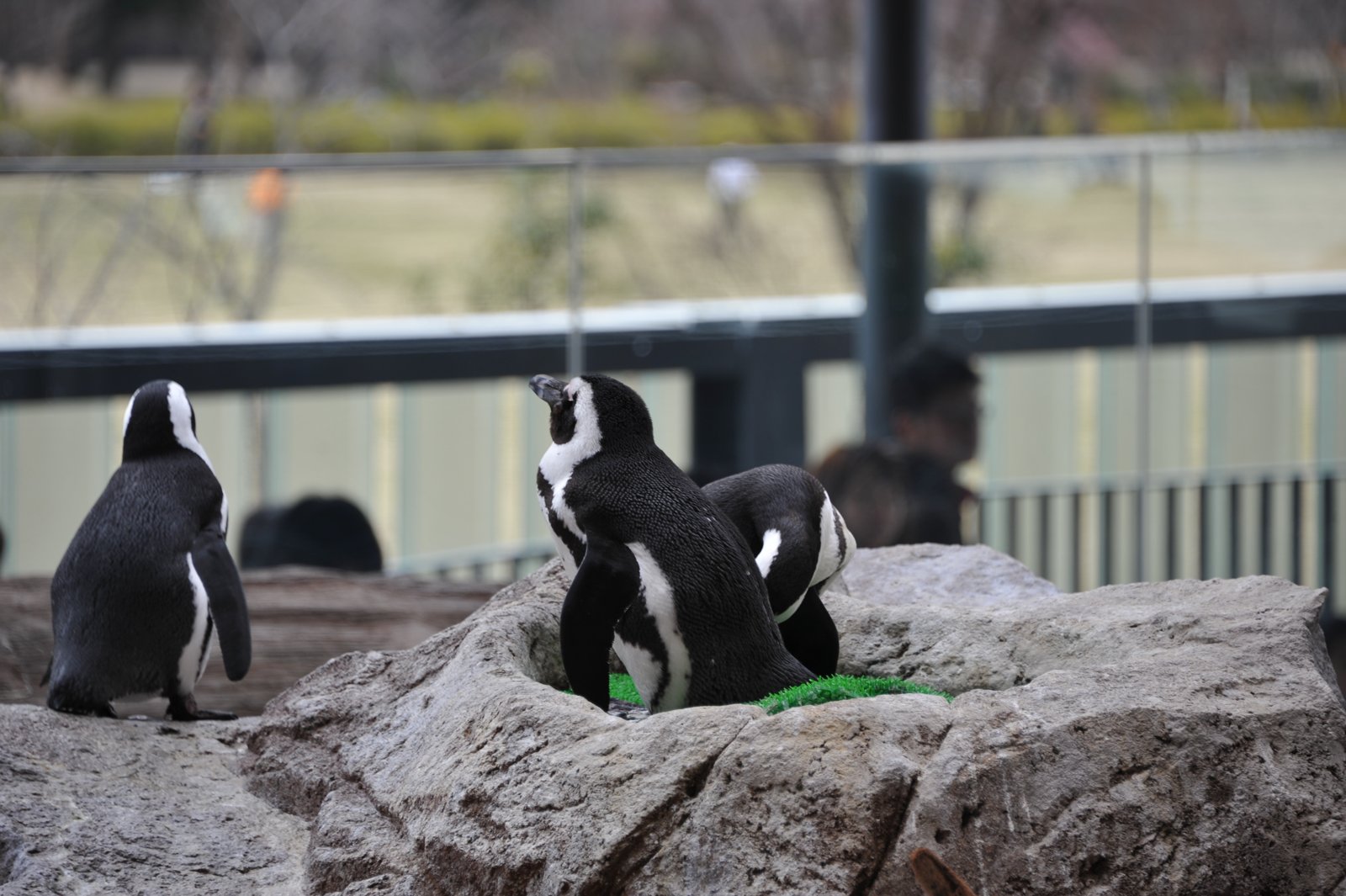 Penguins standing on rocks