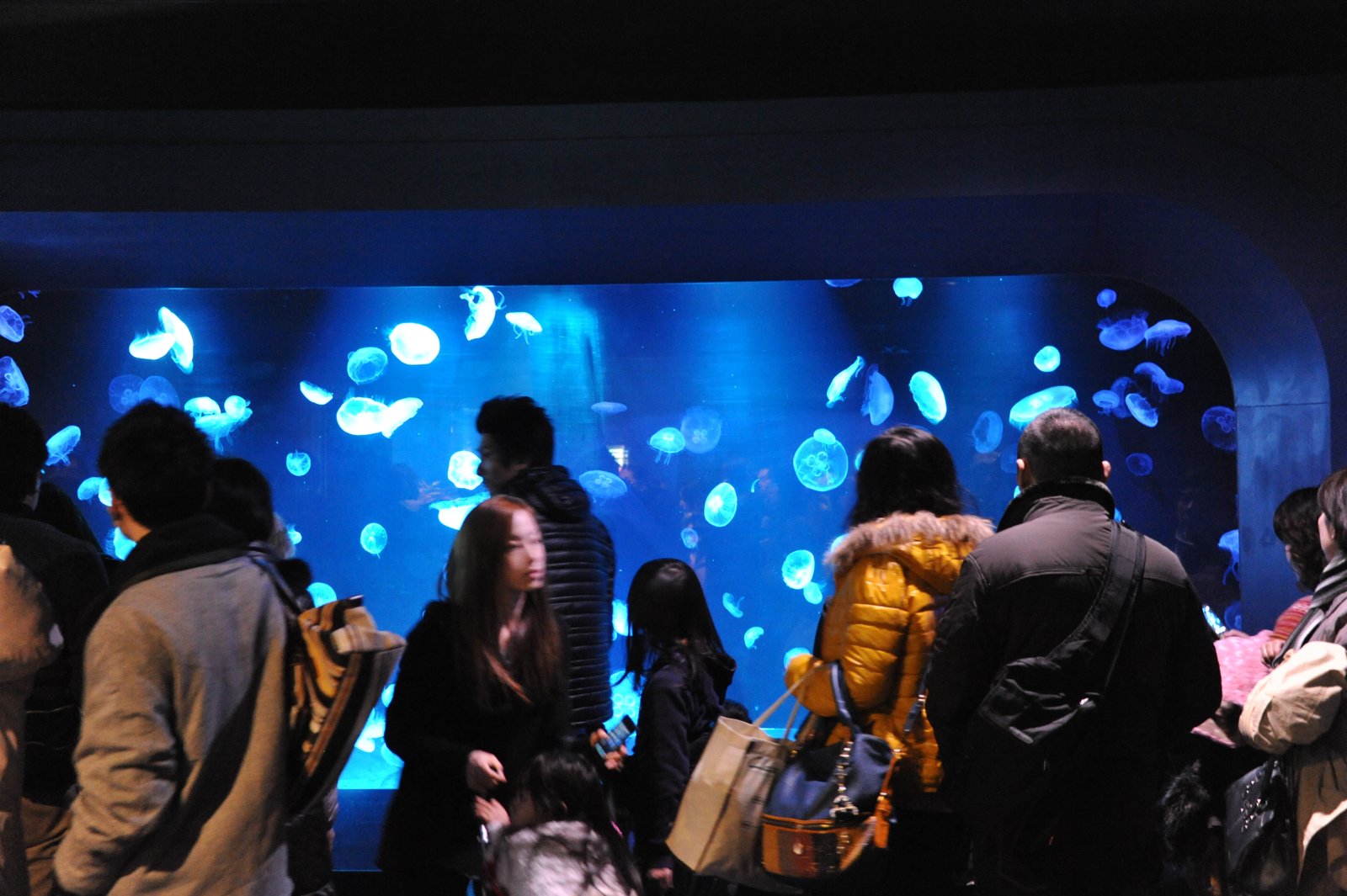 Visitors in front of a tank of glowing jellyfish